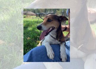 Pet of the Week: Trouble – he’s no trouble at all!