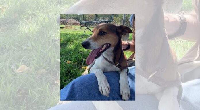 Pet of the Week: Trouble – he’s no trouble at all!