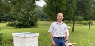 ‘Bees are just fascinating’