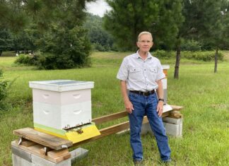 ‘Bees are just fascinating’