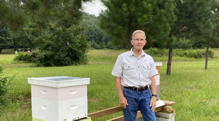 ‘Bees are just fascinating’