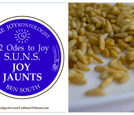 52 ODES TO JOY: S.U.N.S. JOY JAUNTS
