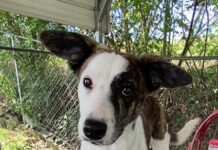 Pet of the Week: Gracie-with the face of Baby Yoda