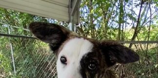 Pet of the Week: Gracie-with the face of Baby Yoda