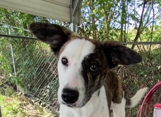 Pet of the Week: Gracie-with the face of Baby Yoda