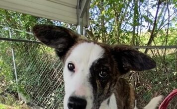 Pet of the Week: Gracie-with the face of Baby Yoda