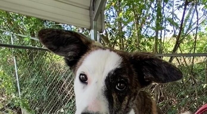 Pet of the Week: Gracie-with the face of Baby Yoda