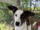 Pet of the Week: Gracie-with the face of Baby Yoda