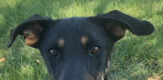 Pet of the Week: Let’s go bananas for sweet Hannah!