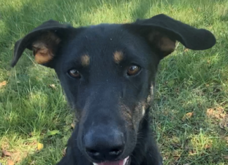 Pet of the Week: Let’s go bananas for sweet Hannah!