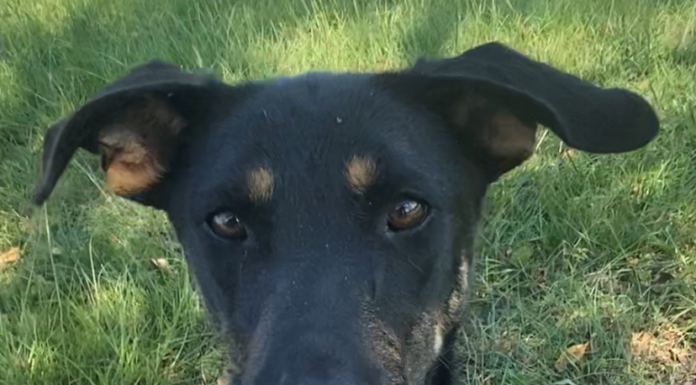 Pet of the Week: Let’s go bananas for sweet Hannah!