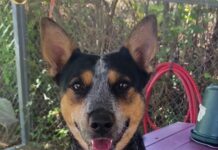 Pet of the Week: Ruby Tuesday