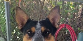 Pet of the Week: Ruby Tuesday