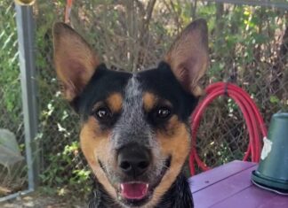 Pet of the Week: Ruby Tuesday