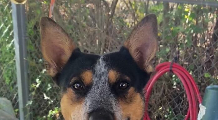 Pet of the Week: Ruby Tuesday