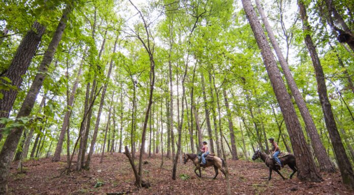 Governor Ivey Awards $1.64 Million to Enhance Outdoor Recreation in Alabama