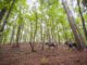 Governor Ivey Awards $1.64 Million to Enhance Outdoor Recreation in Alabama