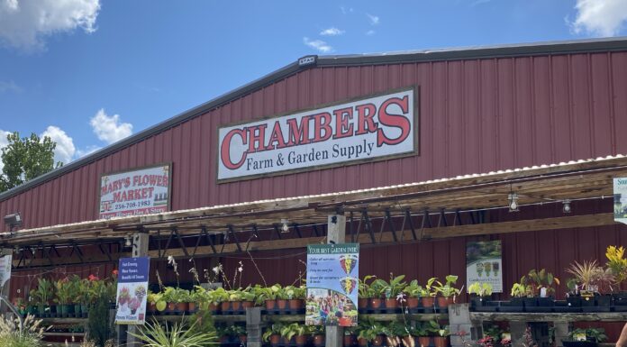 Chambers Fall Festival Sept. 17