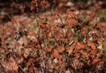 ACES: Flash drought- conquering a dry domain