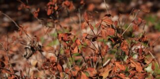 ACES: Flash drought- conquering a dry domain