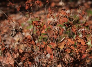 ACES: Flash drought- conquering a dry domain