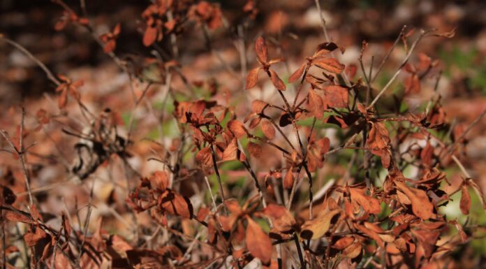 ACES: Flash drought- conquering a dry domain