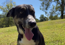 Pet of the Week: Tigger(s) are wonderful things!