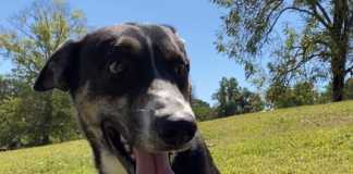 Pet of the Week: Tigger(s) are wonderful things!