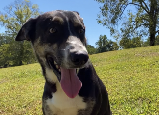 Pet of the Week: Tigger(s) are wonderful things!