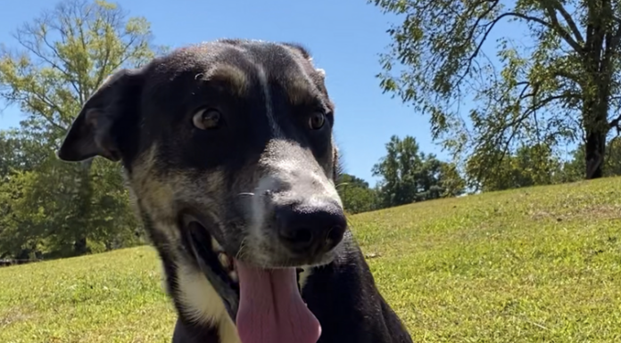 Pet of the Week: Tigger(s) are wonderful things!