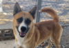 Pet of the Week: Let him be your Teddy Bear!
