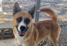 Pet of the Week: Let him be your Teddy Bear!