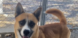 Pet of the Week: Let him be your Teddy Bear!