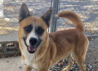 Pet of the Week: Let him be your Teddy Bear!