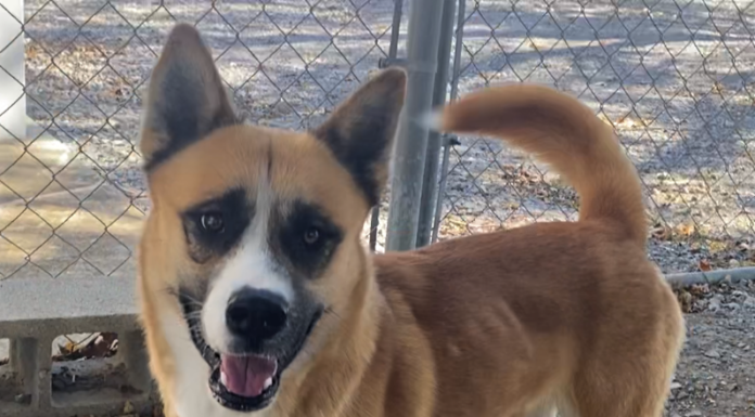 Pet of the Week: Let him be your Teddy Bear!