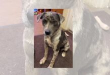 Pet of the Week: Sweet Effie