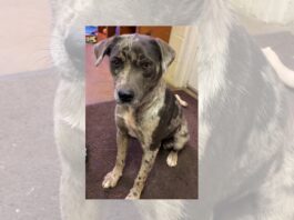 Pet of the Week: Sweet Effie