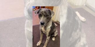 Pet of the Week: Sweet Effie