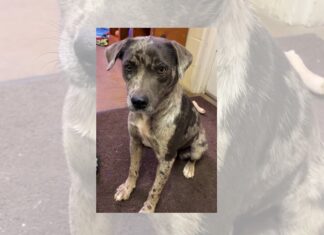 Pet of the Week: Sweet Effie