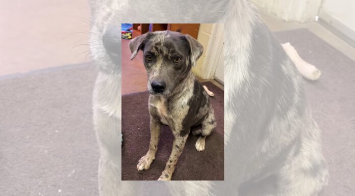 Pet of the Week: Sweet Effie