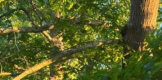 ‘We’re one big family’: Cold Springs’ Kloe Light looking forward to upcoming softball season