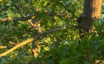 ‘We’re one big family’: Cold Springs’ Kloe Light looking forward to upcoming softball season