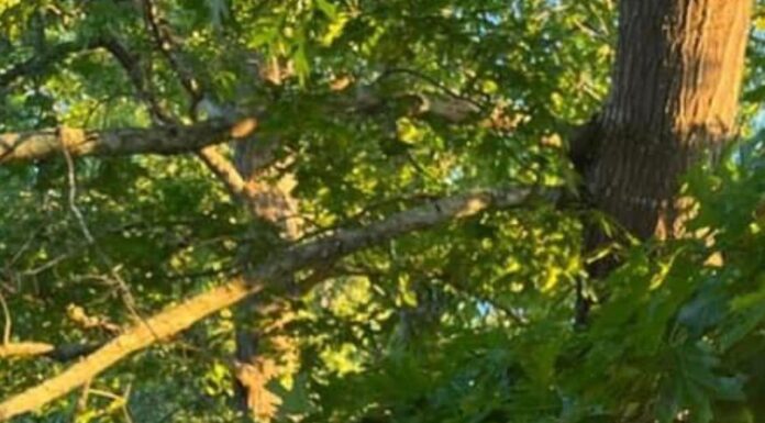 ‘We’re one big family’: Cold Springs’ Kloe Light looking forward to upcoming softball season