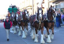 Budweiser Clydesdales bring Christmas season to Cullman