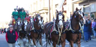 Budweiser Clydesdales bring Christmas season to Cullman