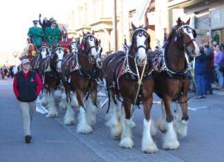 Budweiser Clydesdales bring Christmas season to Cullman