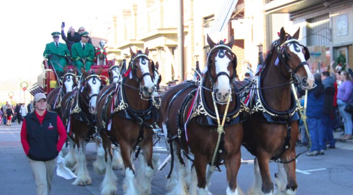 Budweiser Clydesdales bring Christmas season to Cullman