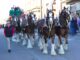 Budweiser Clydesdales bring Christmas season to Cullman