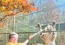 Tigers for Tomorrow fall, winter hours