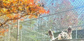 Tigers for Tomorrow fall, winter hours